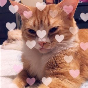 Meet your Posher, Caralea